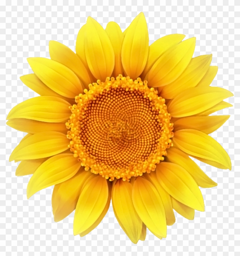 Common Sunflower Clip Art - Sunflower With Transparent Background - Png Download
