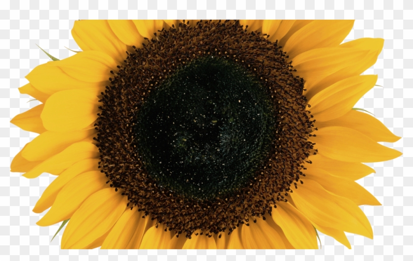 Sunflower Transparent Background Clipart #2550870