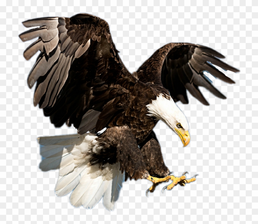 Eagle Clipart Majestic - Eagles Soaring - Png Download #2550903