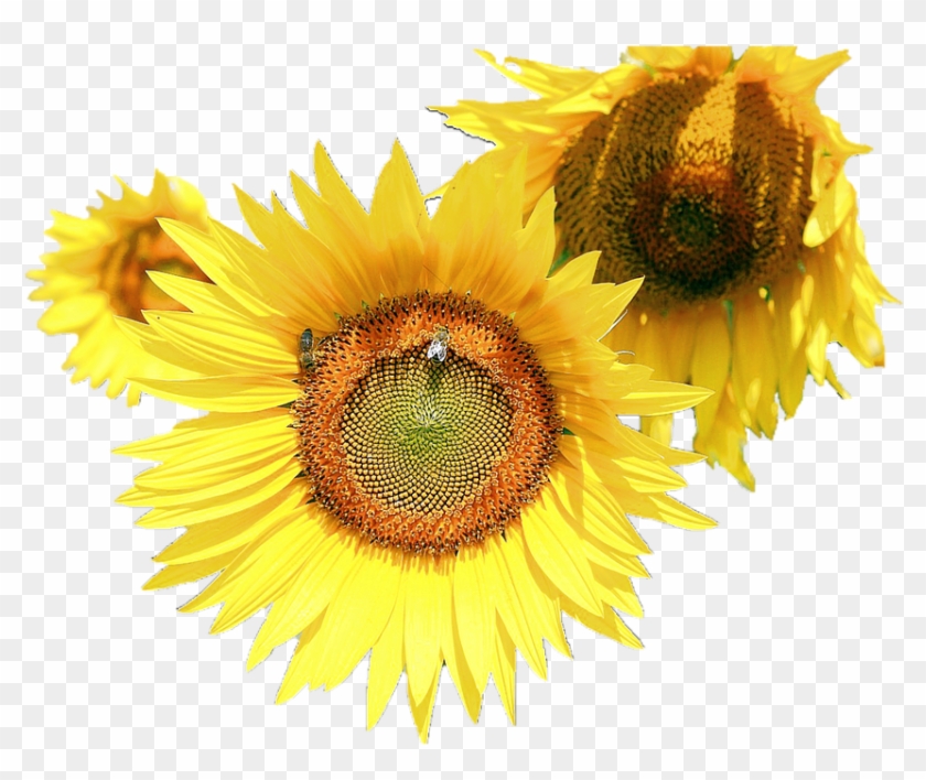 Sunflower Flower Free Png Transparent Images Free Download - Common Sunflower Clipart