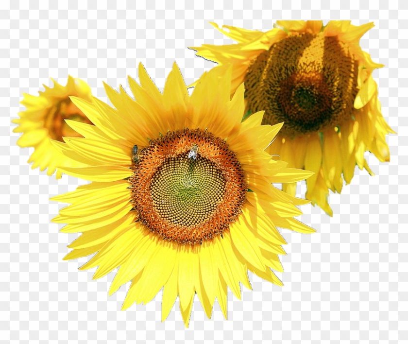 Free Free 227 Clipart Sunflower Png Transparent SVG PNG EPS DXF File