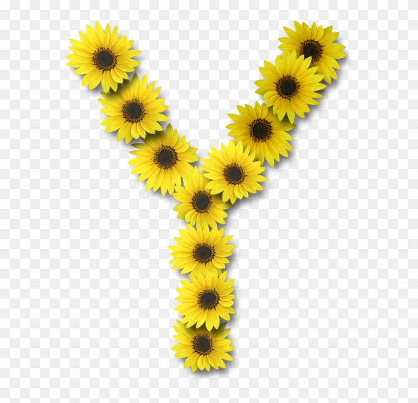 Alfabeto Sunflowers Y Alpha Flowers Pinterest Ⓒ - Y Sunflower Clipart #2551169