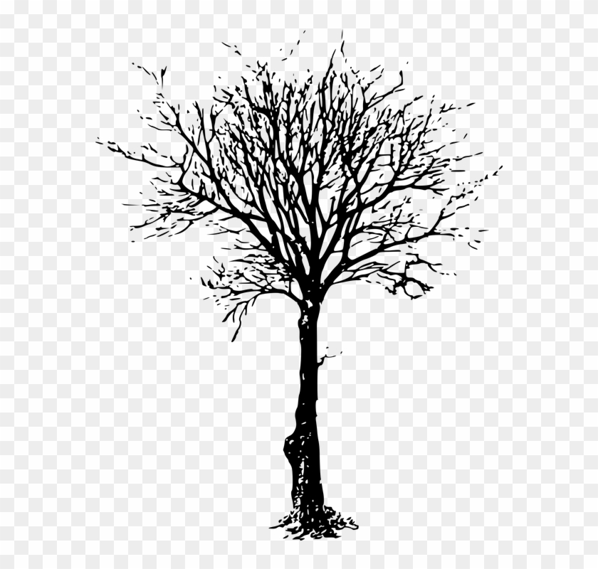 How To Draw A Dead Tree - Transparent Dead Trees Clipart - Png Download #2552068