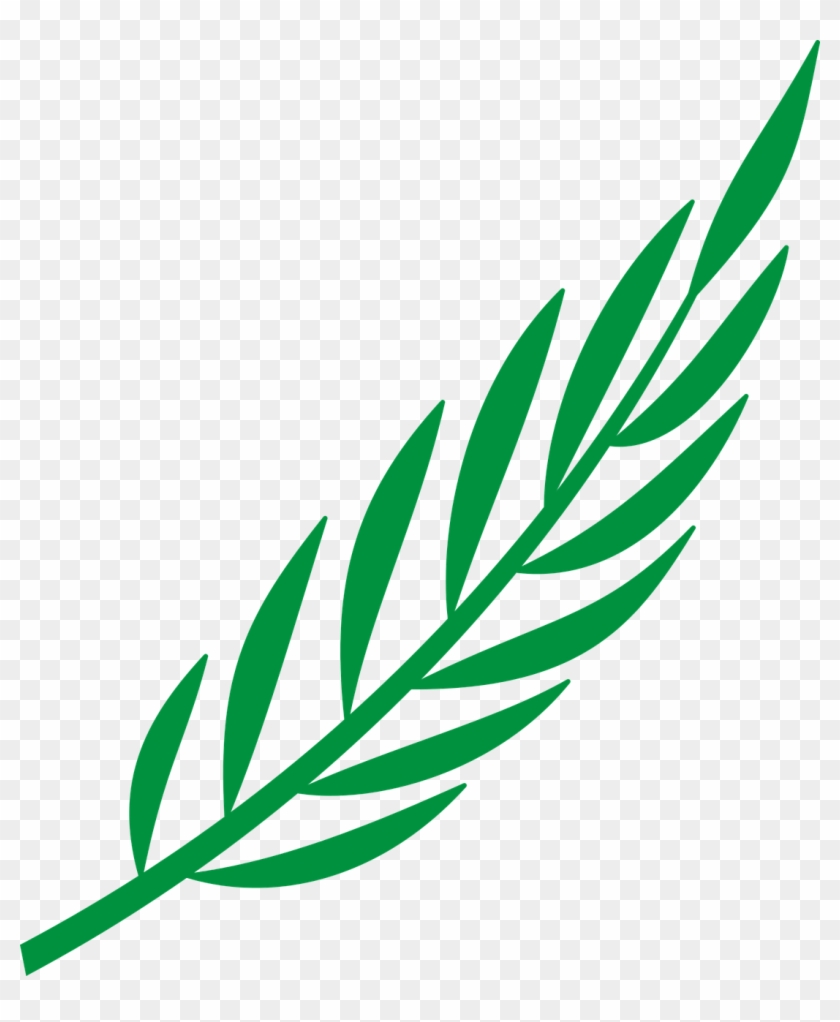 Branch Laurel Leaf Leafy Leaves Png Image - Laurel Leaves Png Vector Clipart