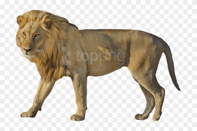 Wildcat Png Transparent Background - Masai Lion Clipart