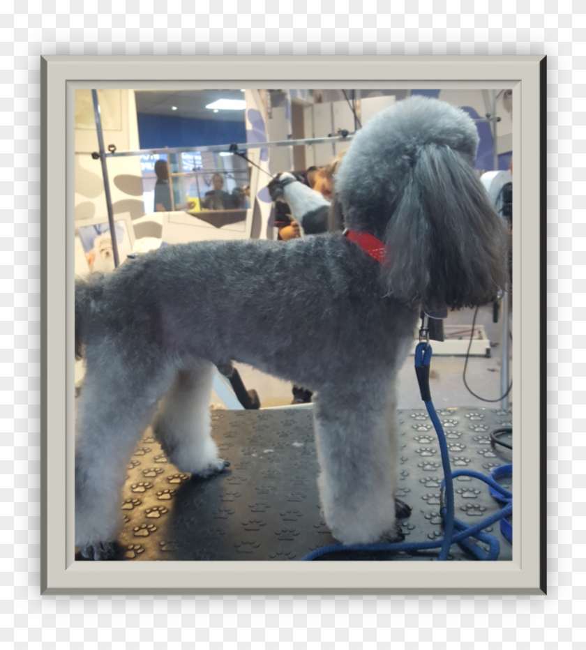 Standard Poodle Clipart