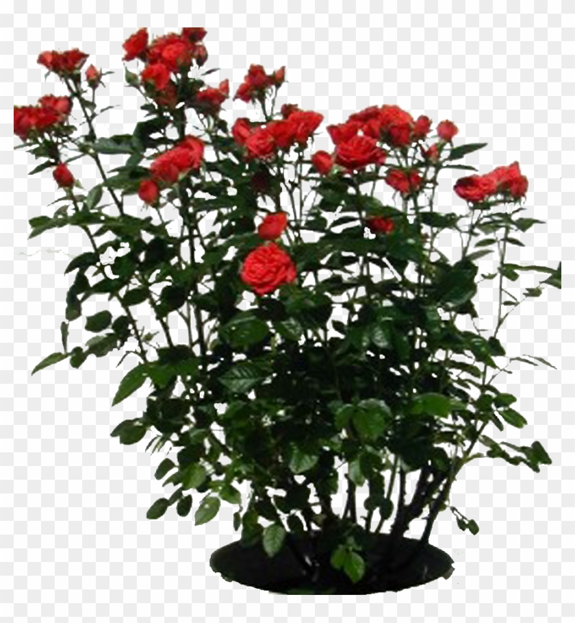 Photo Rosebush - Rose Bush Clipart #2553862