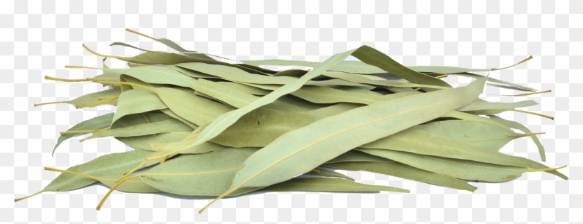 Organic Eucalyptus Leaves - Gum Trees Clipart