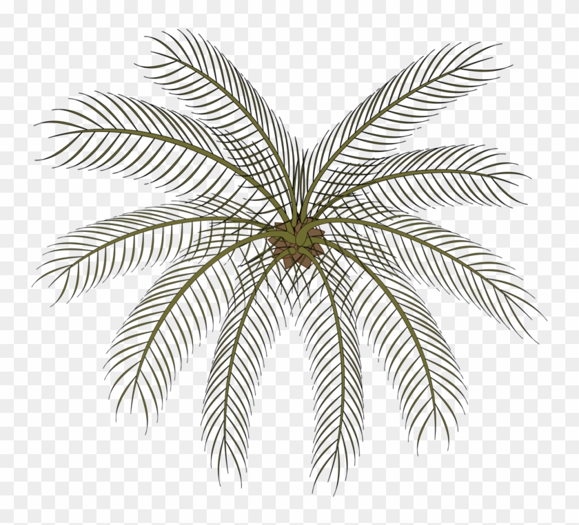 Computer Icons Date Palm Drawing Black And White Cartoon - Small Palms Top View Png Clipart