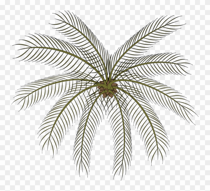 Computer Icons Date Palm Drawing Black And White Cartoon - Small Palms Top View Png Clipart #2555756