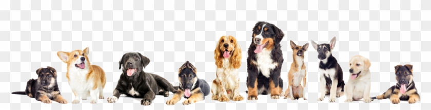 5 Star Luxurious Pet Hotel And Spa - Pets Header Clipart