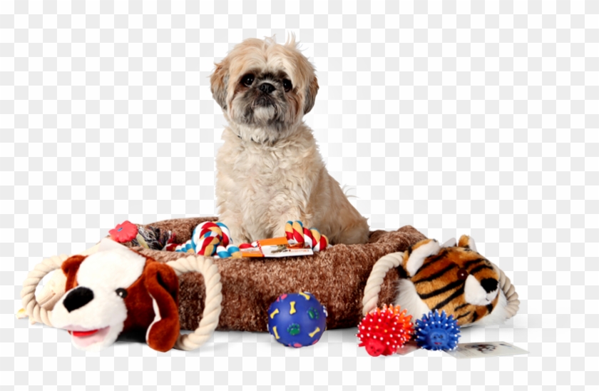 Auckland At Home Pet Minding, At Home Pet Sitting, - Pet Supplies Transparent Clipart