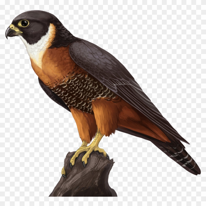 Falcon Png - Falcon Bird Concept Art Png Clipart #2557075