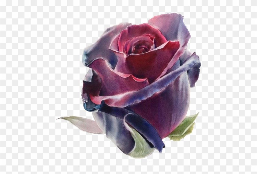 Watercolor Flowers Drawing Artist Wine Red - Rose Oil Draw Paint Clipart