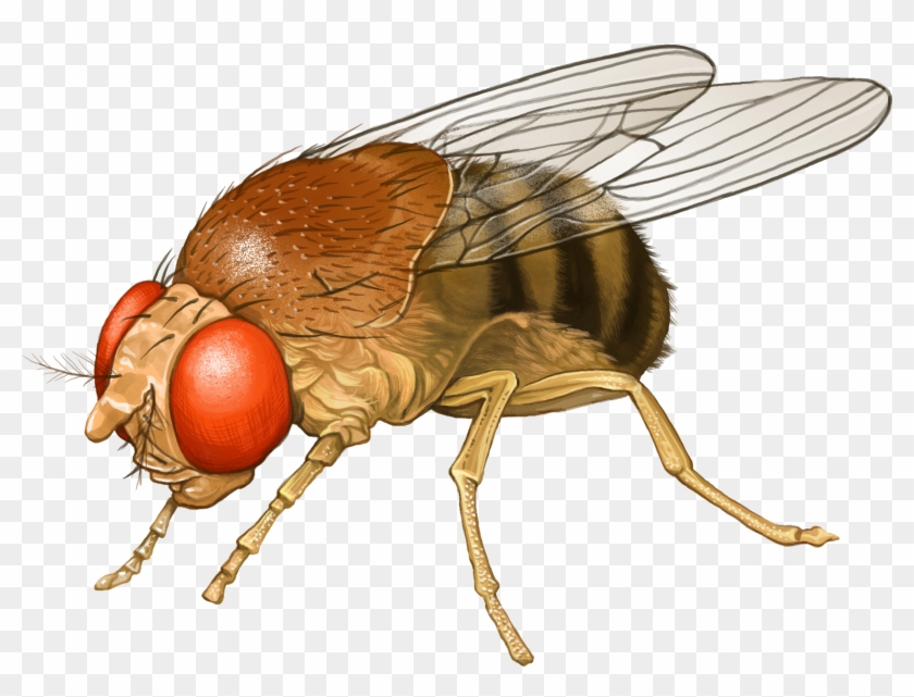 Fly, Insect, Insect Wing, Pollinator Png Image With - Mosca Disegnata Png Clipart #2557346