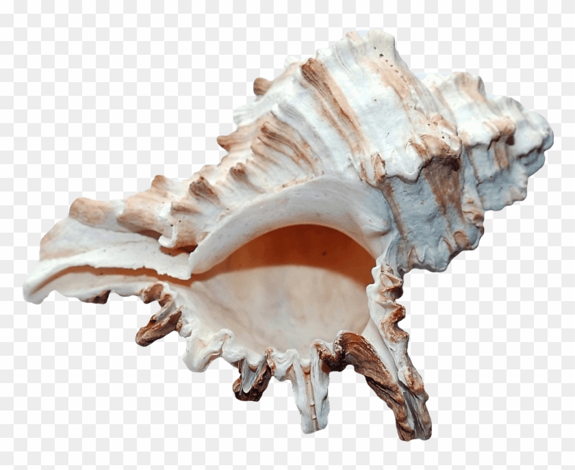 Free Png Ocean Sea Shell Png Images Transparent - Ocean Shell Png Clipart #2557353