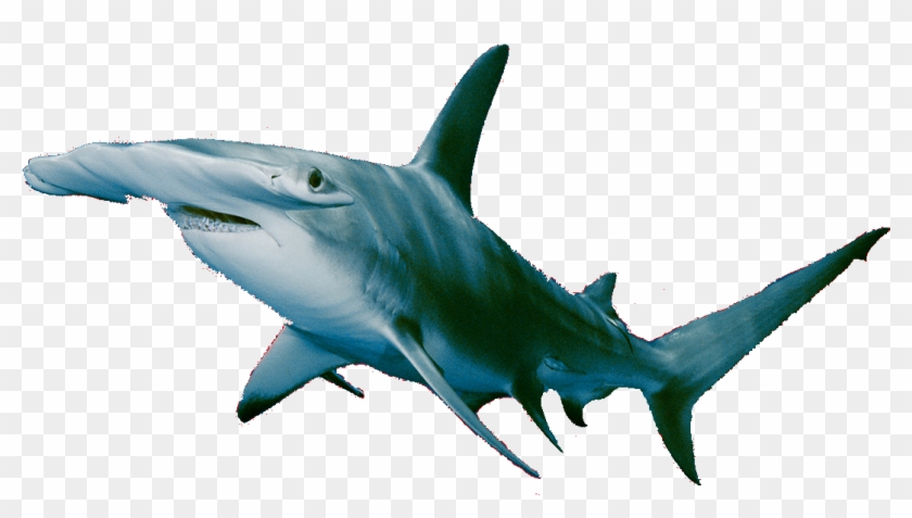 Hammerhead Shark Clipart