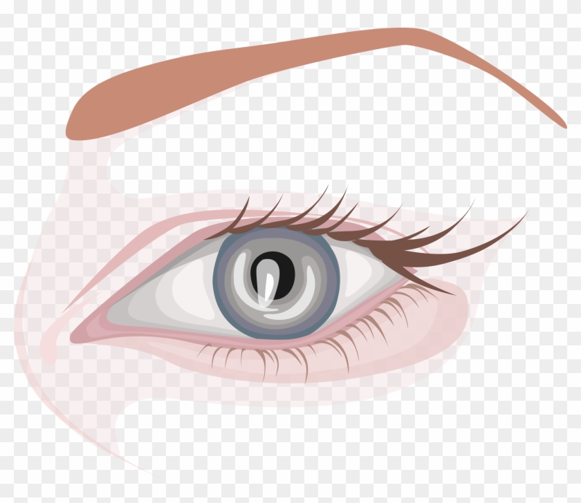 Eyebrow Vector Simple - Close-up Clipart #2558790