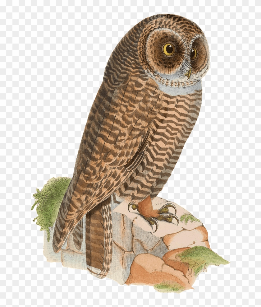 Owl Resting On Rock Drawing Png - Owl Clipart #2559422