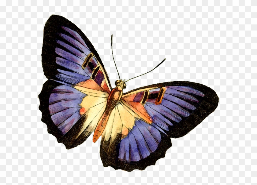 Purple Butterfly Png - Printable Butterfly Clip Art Transparent Png