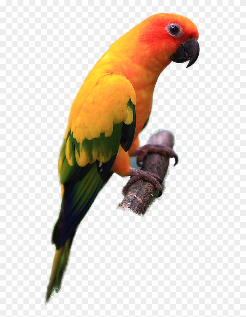 Parakeet Clipart Transparent - Sun Conure Bird Png #2564561