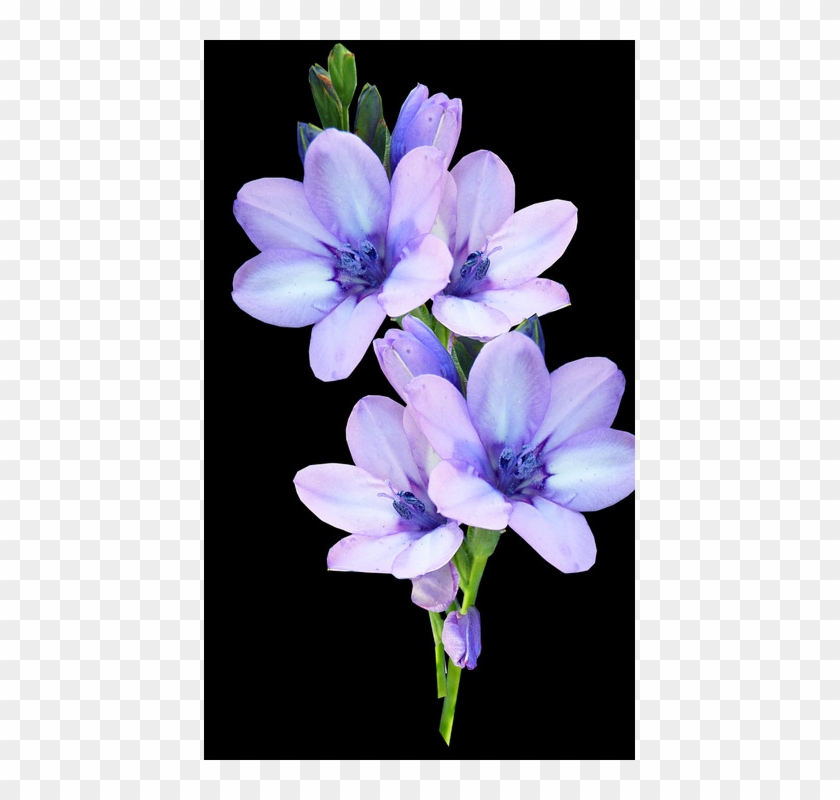 2 - Transparent Pastel Purple Flower Clipart