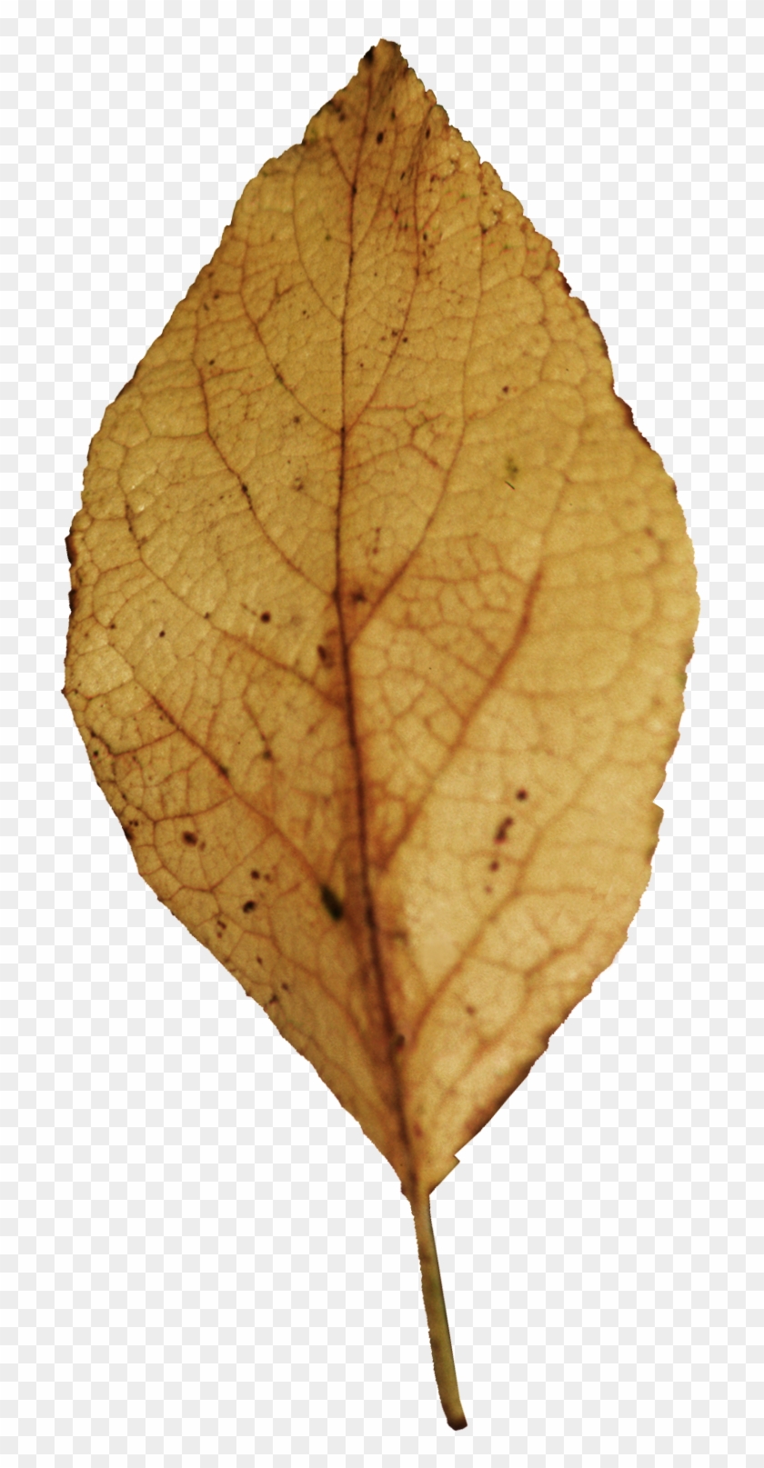 Hoja De Árbol Seca En Png - Autumn Clipart