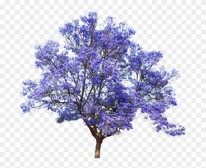 Photo Arbol Lila Zpslqyqjqpy - Jacaranda Tree Png Clipart
