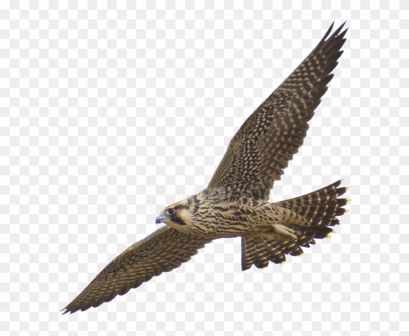 Free Png Download Falcon Png Images Background Png - Falcon Clipart Transparent Png