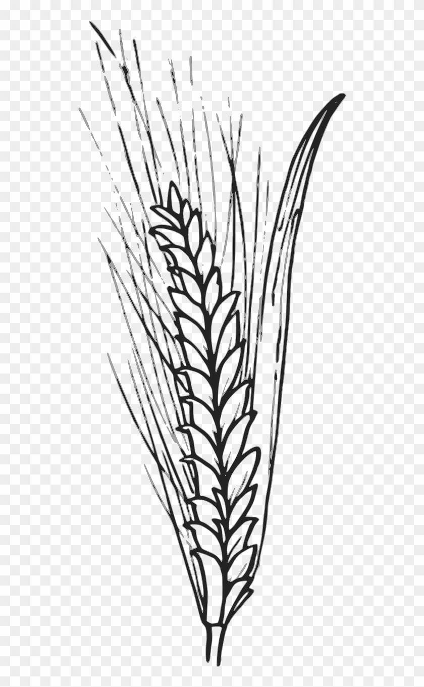 Cereals Grain Corn Wheat Barley Png Image - Outline Of Wheat Clipart #2569299