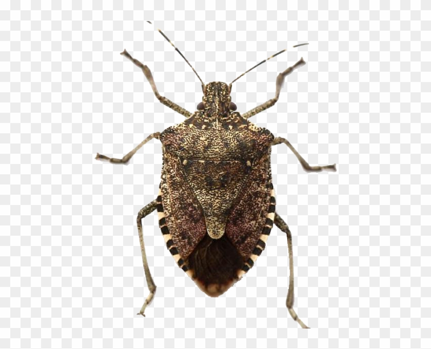 Vending Machine Selling Insects In Japan Clipart