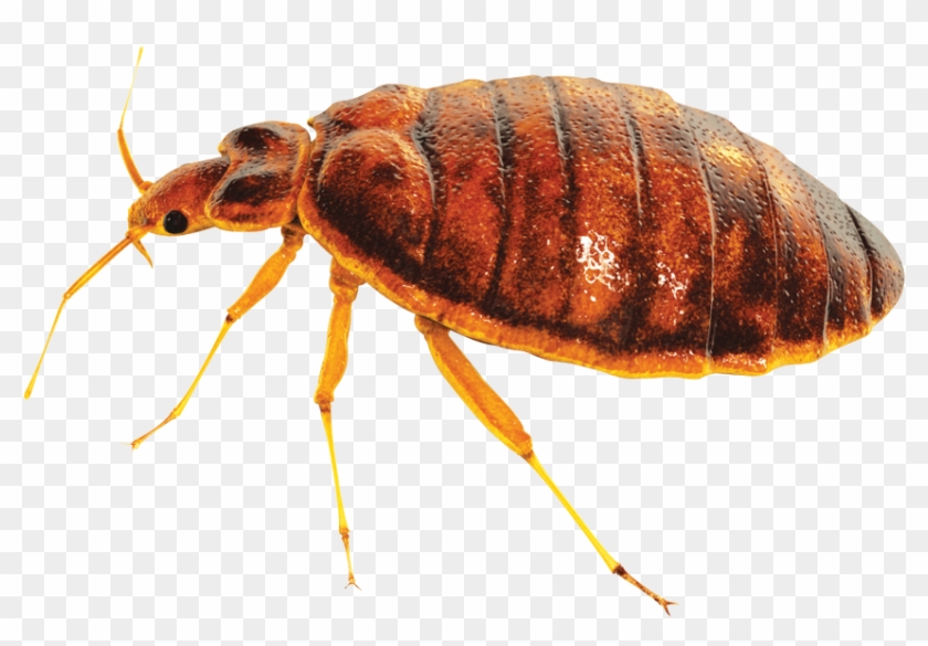Bed Bug Control Clipart #2570531