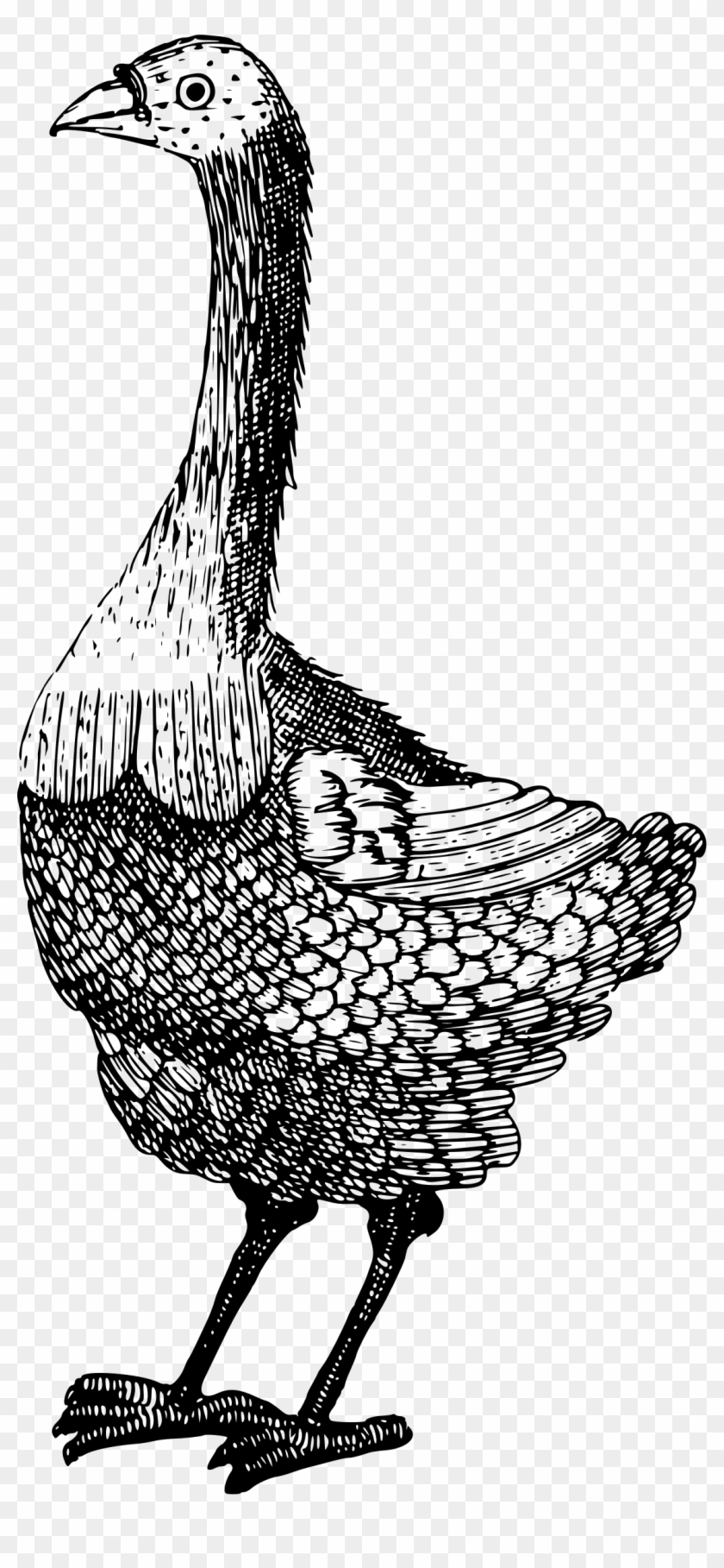 This Free Icons Png Design Of Strange Bird - Illustration Clipart #2570782