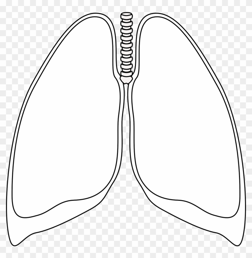 Lungs Clear Bronchia Human Png Image - Black And White Lungs Clipart #2571726