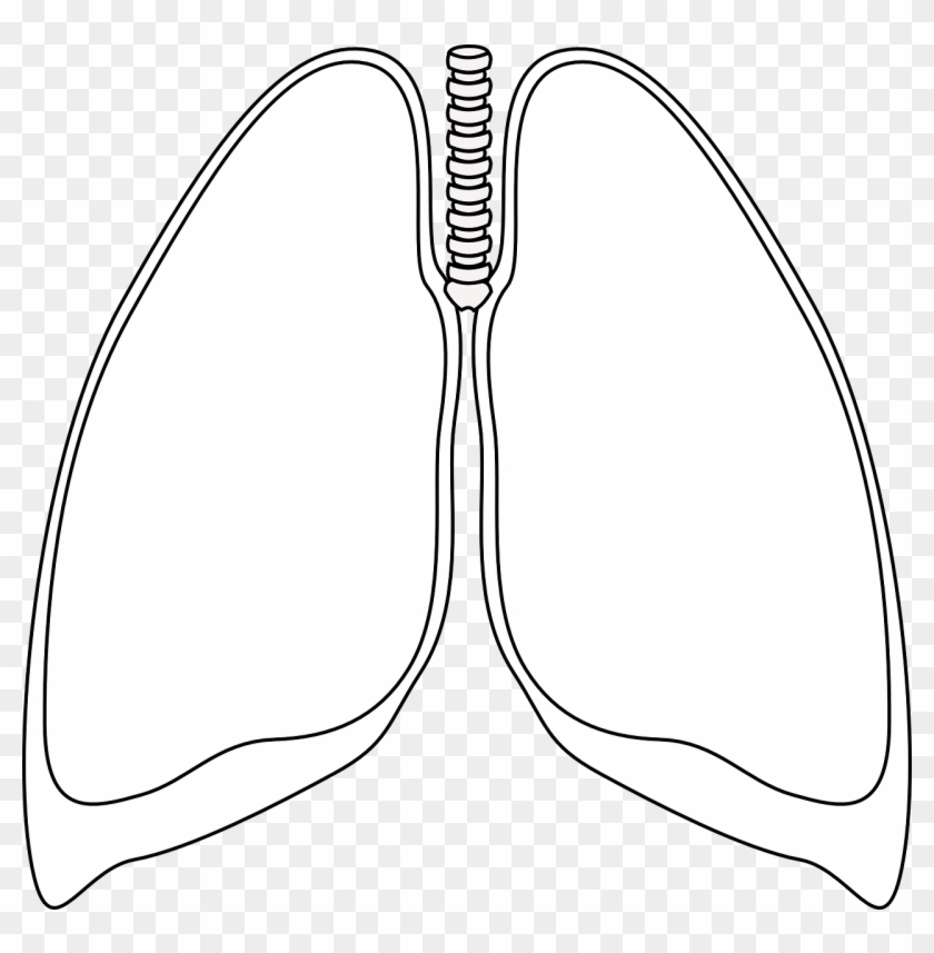 Lungs Clear Bronchia Human Png Image - Black And White Lungs Clipart