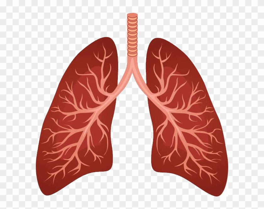 Respiratory System Lung Background Clipart