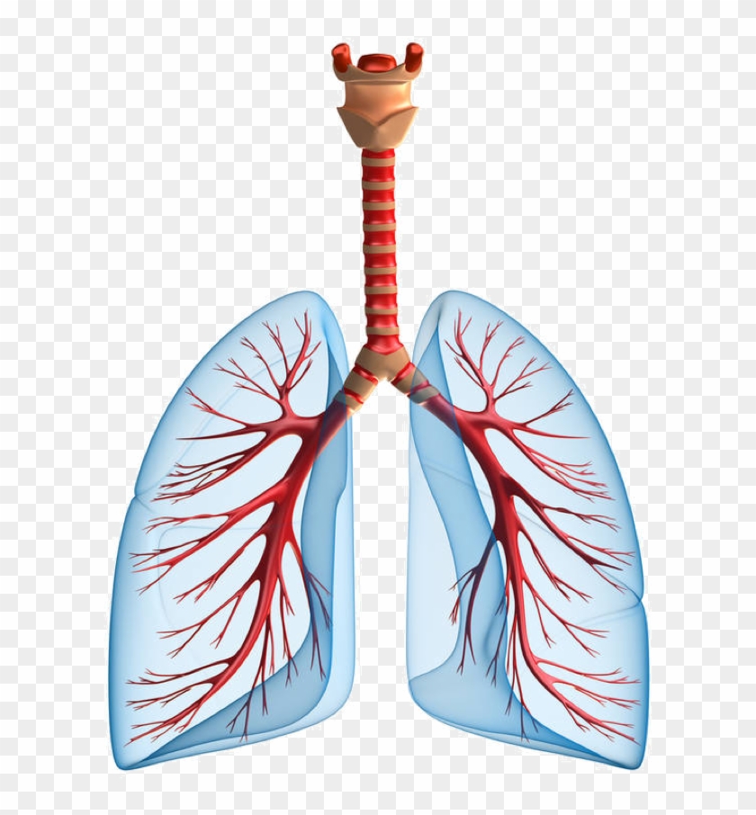 Respiratory System Clipart #2572087