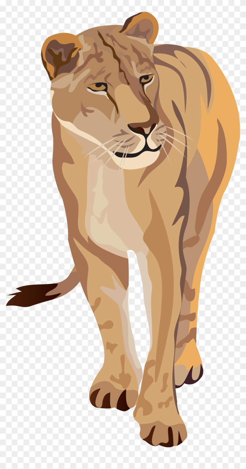Lioness Clipart Image - Png Download #2572287