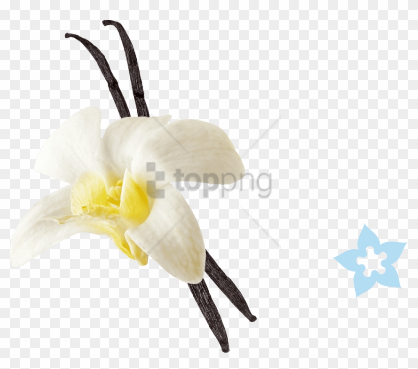 Free Png Vanilla Png Png Image With Transparent Background - Vanilla Png Clipart #2572795