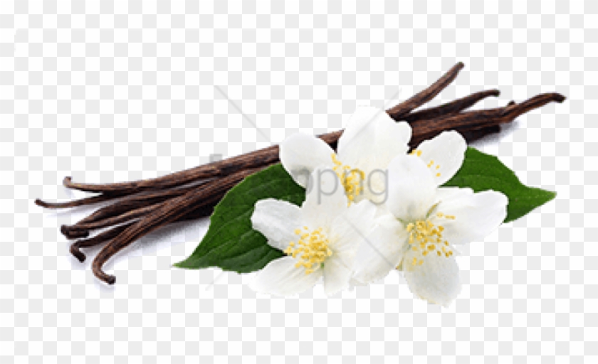 Free Png Vanilla Png Png Image With Transparent Background - Vanilla Png Clipart