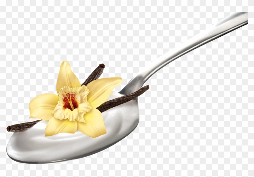 Vanilka Png Clipart #2572975