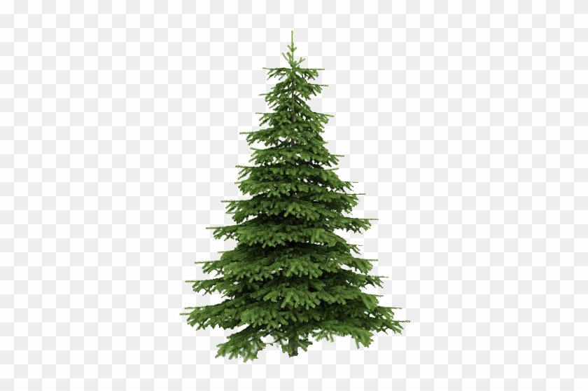 Real Christmas Trees Png Clipart