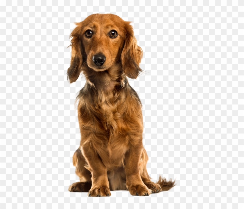 Png Format, Cute Dogs, Beautiful Dogs - Dog Clipart