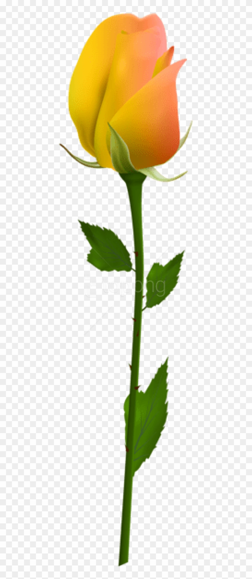 Free Png Download Yellow Rose Png Images Background - Single White Rose Flower Clipart