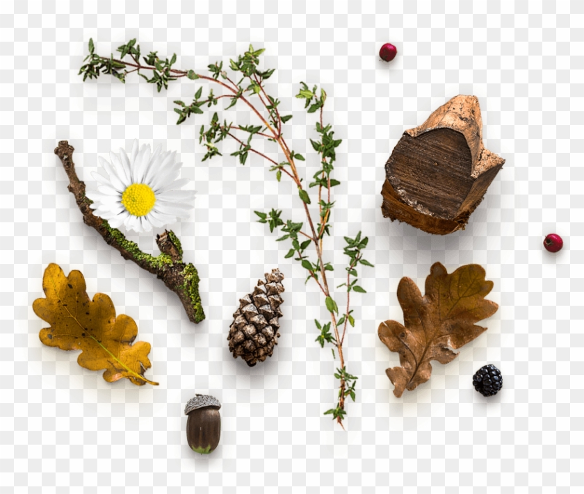 Herbal Png Clipart
