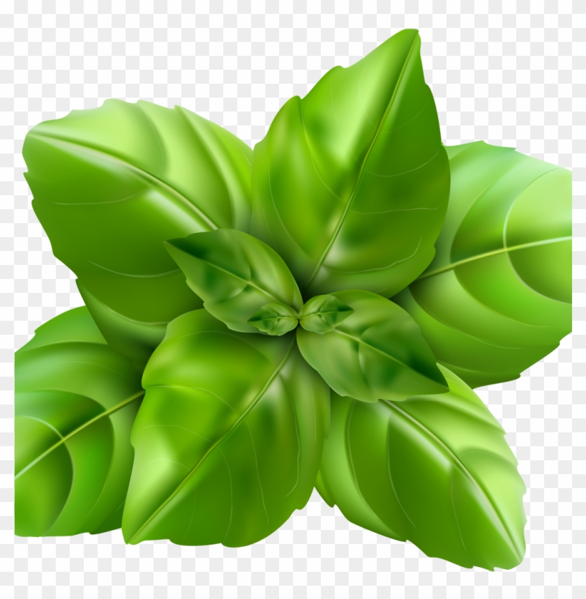 Basil Leaf Clipart - Png Download