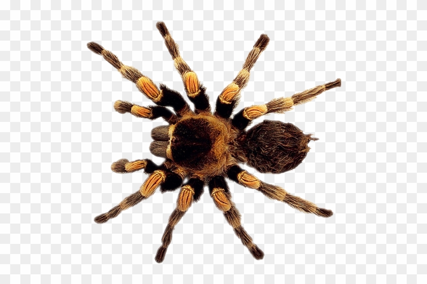 Graphic Black And White Stock Legend Of The Christmas - Animated Tarantula Clipart