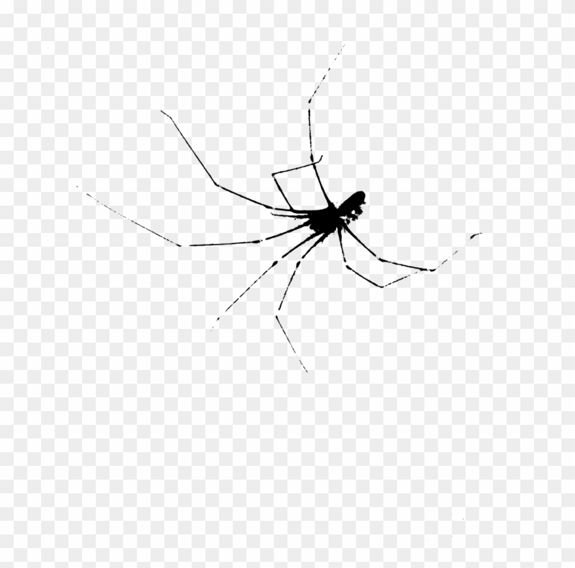 Mosquito Widow Spiders Insect Stx G - Spider Web Clipart #2575265