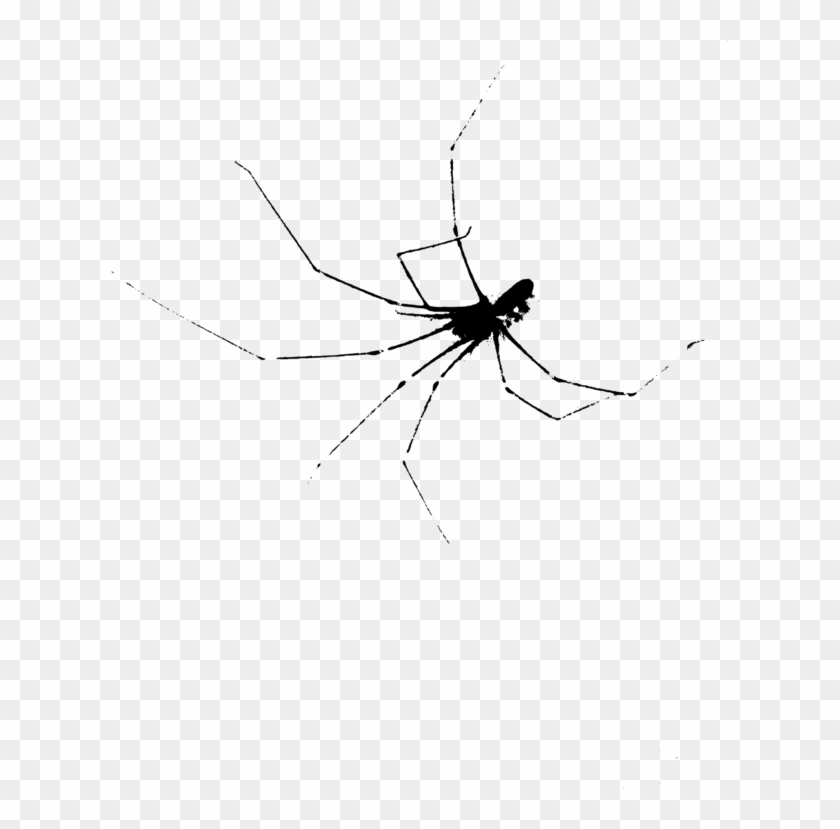 Mosquito Widow Spiders Insect Stx G - Spider Web Clipart