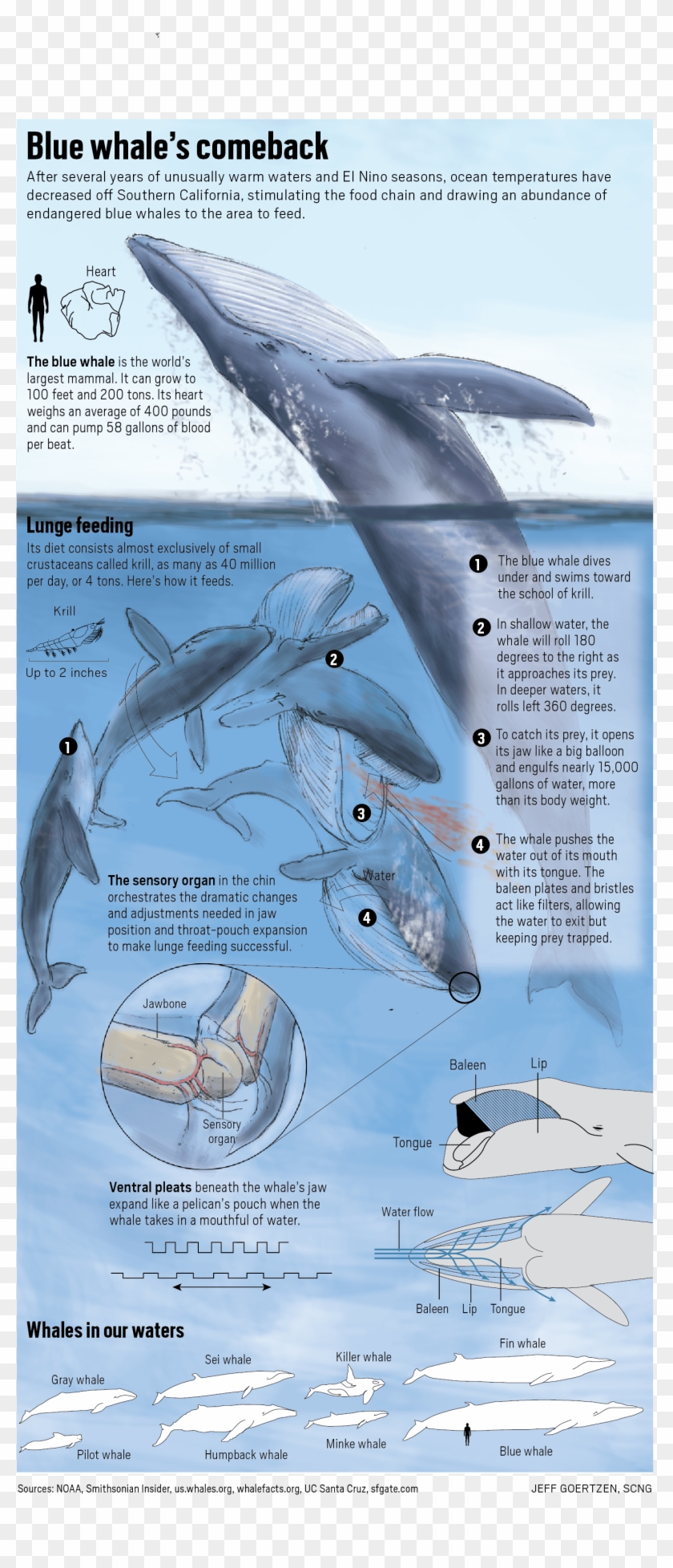 Now Protected, Their Population Is Rebounding, With - Blue Whales Clipart